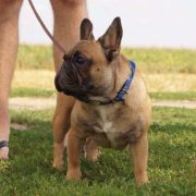 NELLA Leśne Najmadiu 