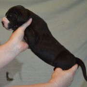 SYRINGA Czar Olbrzyma 