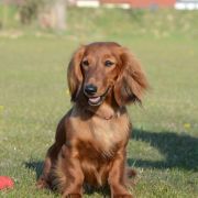 KAJA marzenie Gabrysi FCI