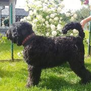 CHER Magiczna Czerń FCI