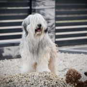 SILVER PRINCESS z Hordy Gabriela