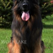 QUANTOS vom Waldfurter-Wald