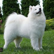 CERSEI Raising Fluffy