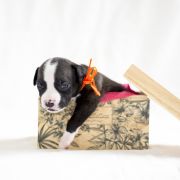 MARTUSIA Zealous Heart