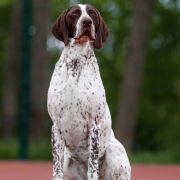 Jamajka z Czarnego Dworu