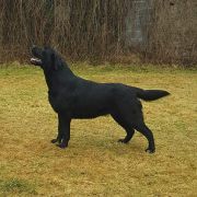 She is Like The Wind DESIRE MOON