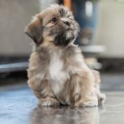 Ch.Puppy.PL J.Ch.PL WANGMO JHAMA The Tibetan Pride (FCI)