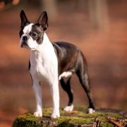 Infinite Love s Krainego Severa