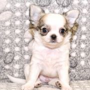 Boogie Woogie Emerald In Gold