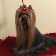 Carlos Winner Szafran