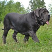 CLEOPATRA DEL' BOSCO FOLTO