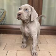 ARIA ze Stryszowskiego Boru FCI