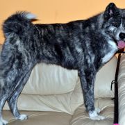 A’DORI Akai Kitsune