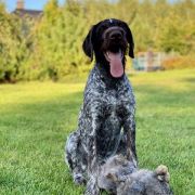 ANUBI Gosia's Valley FCI