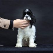 Deysie - Queenzie ALL GLITTER ON ME