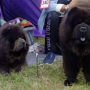 MOSES MISHKI TOPTISHKI