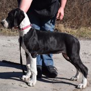 PROZERPINA Czar Olbrzyma