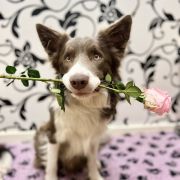 MASTER JEDI Border of Hell 