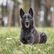 Bahama Black Beck Herders 
