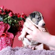 NOBLE NESTOR Impuls i Splendor