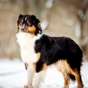 Aussie wel;kope EMINENCJA