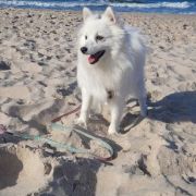 Asami Polly Land FCI