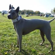 AMFA z Lasów Preczowskich