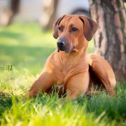 Etia Sirius-Canis Maior