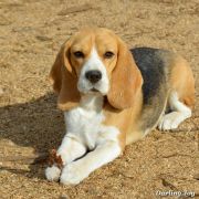 JENNY JESSIE DARLING JOY