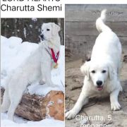 Charutta Shemi