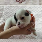 Asterix Tesori del Mare