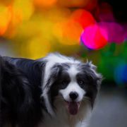 Groot ( Do Seixo Branco Groot [Esp]