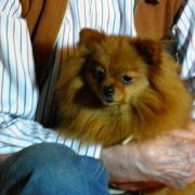 TITANIA z Niedźwiedziej Gawry