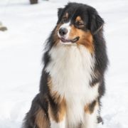 Damani Dream NO NO YES