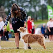 KREMÓWKA Zulajo FCI