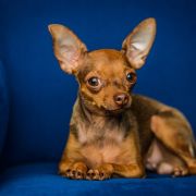 GOLDEN ROSE KIEVSKIY BEST