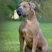 ZUMA Del-Orte M.L FCI 