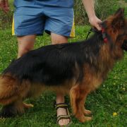 Heyra edoras zwinger 