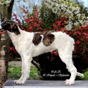 JOYFUL JUROR Impuls i Splendor