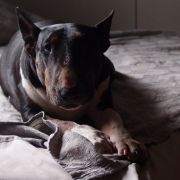 CZARNA PERŁA Kosmalkowo