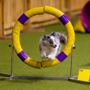 Brita Iz Piterskikh Volkov