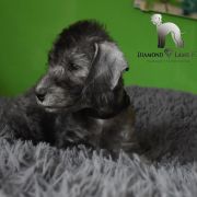 PANDORA Diamond Lamb