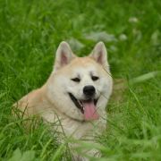 AKAI KITSUNE Mori No Kodomo