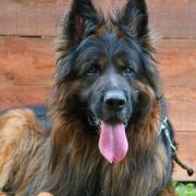 Eldorado Wolf Lake FCI