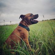 Cherry Lady Avia Cerasis