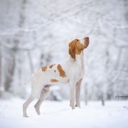 Aron della Val Ticino