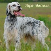 BARENNE STIVEN NIKI VENKARO