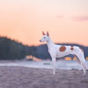 Simka Rjabina De Bergerac 