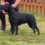 JOUJOU DE PARIS Bitis