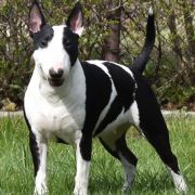 BALBINA Szoszon Kaja 